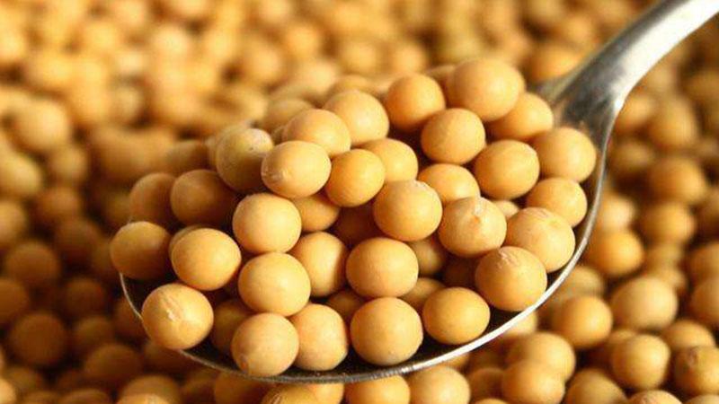 菜粕最新消息，市場動態(tài)、影響因素及前景展望