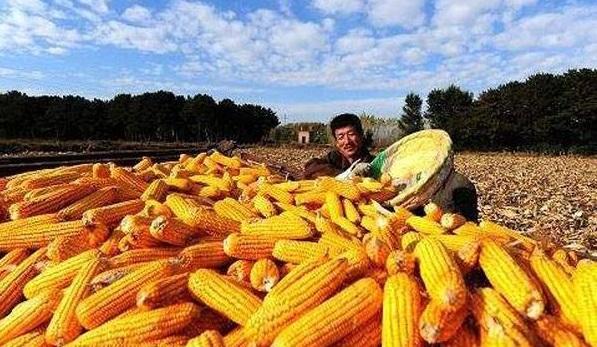 棉籽價(jià)格最新行情分析