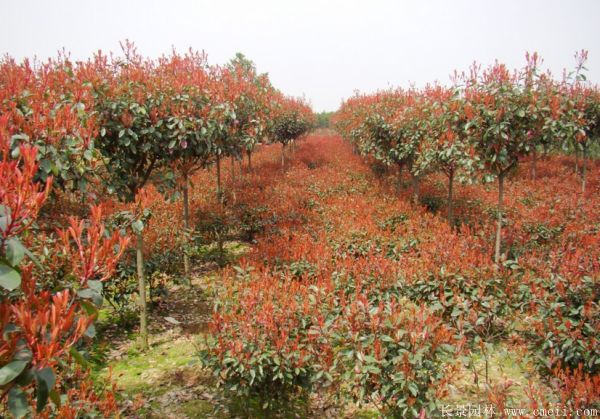 紅葉石楠最新價(jià)格動(dòng)態(tài)及其市場(chǎng)影響