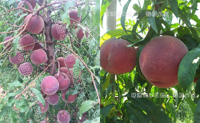 桃樹苗最新品種，探索與未來展望