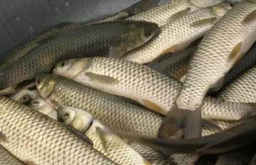 草魚飼料最新配方研究與應(yīng)用