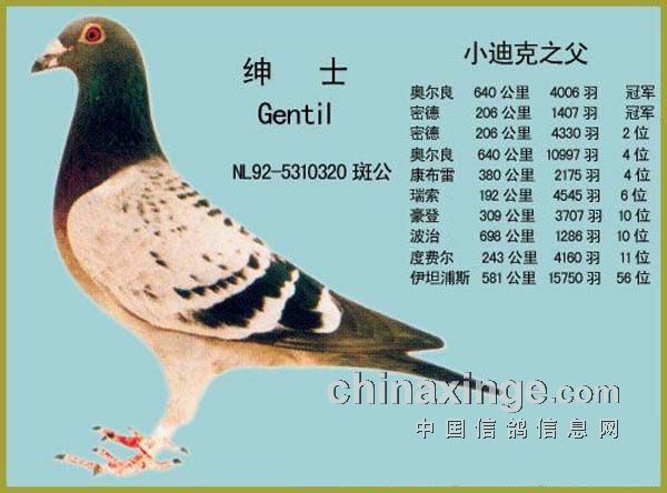 一只奇鴿最新版，探索智能科技的新里程碑